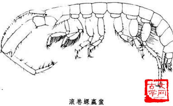 蜚瓦拔木