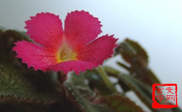 一花独放