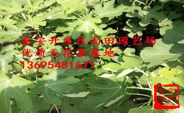 枝大于本