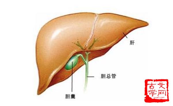 披沥肝胆