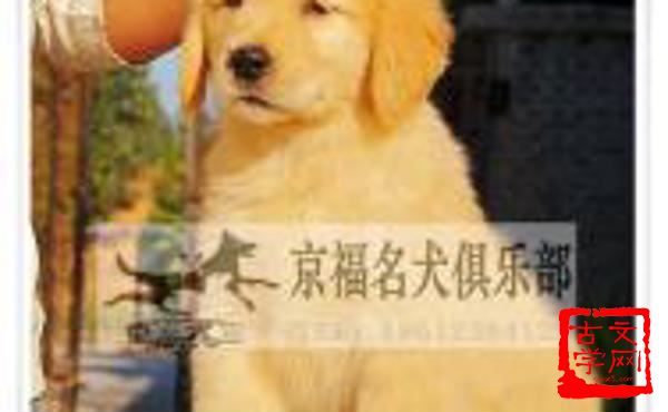 矜愚饰智