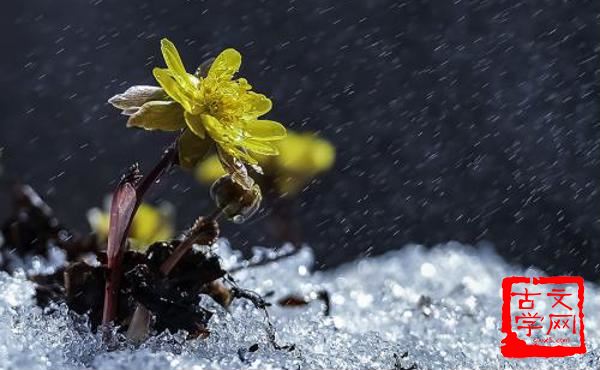 怕风怯雨