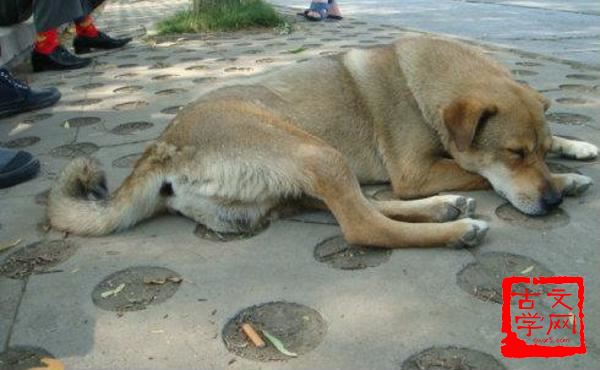 丧家之犬