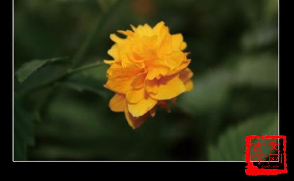 粘花惹草