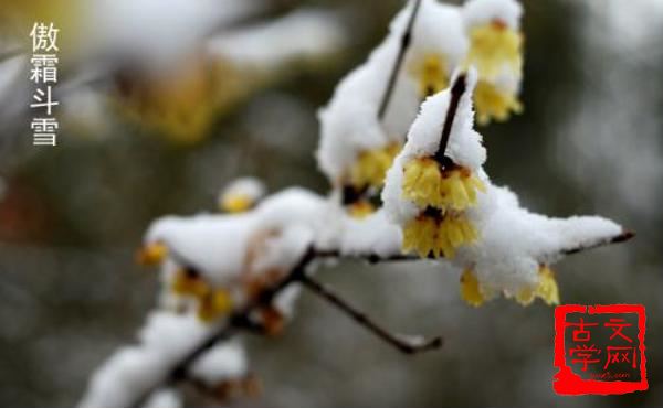 傲霜斗雪