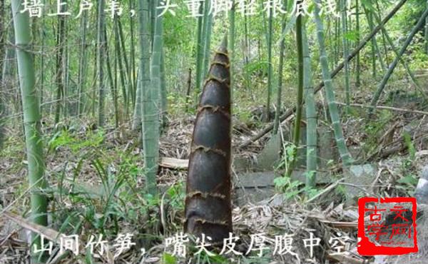 嘴尖皮厚腹中空