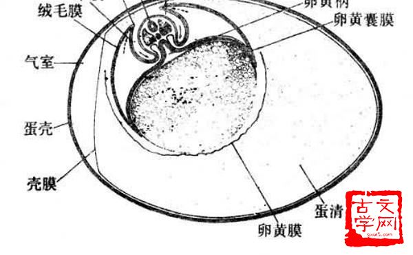 囊漏贮中